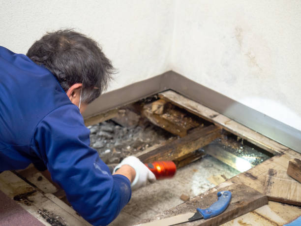 Best Commercial Mold Removal  in Edmore, MI
