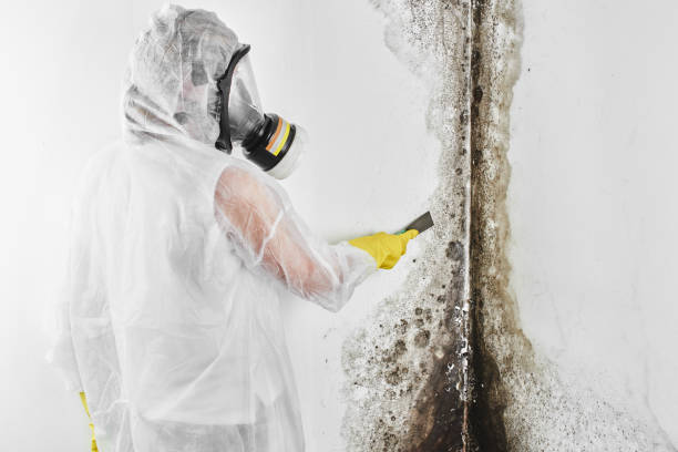 Best Mold Remediation Services  in Edmore, MI