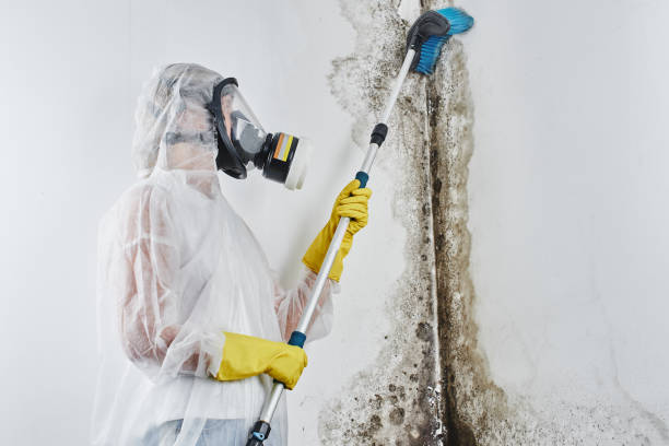Best Commercial Mold Removal  in Edmore, MI