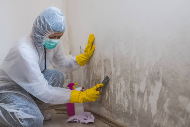 Best Best Mold Removal Companies  in Edmore, MI