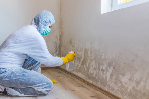 Office Mold Removal Services in Edmore, MI