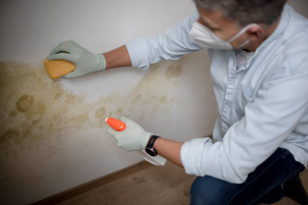Best Professional Mold Removal  in Edmore, MI