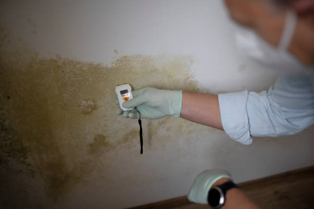 Best Mold Removal Near Me  in Edmore, MI