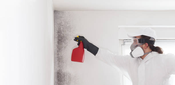 Best Certified Mold Removal  in Edmore, MI