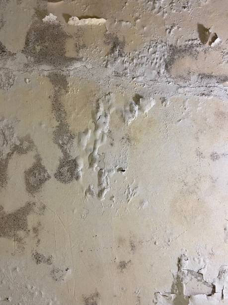 Best Fast Mold Removal  in Edmore, MI