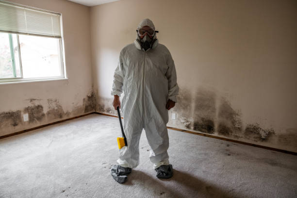 Best Home Mold Removal  in Edmore, MI
