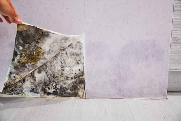 Best Affordable Mold Removal  in Edmore, MI